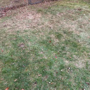 Leaf Removal by Text 2 Cut Lawn Care LLC reviewed on May 10, 2025
