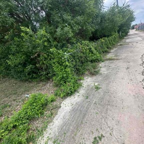 Bush Trimming by Frontier Lawns reviewed on August 1, 2024