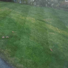 Leaf Removal by Miguels Preservations reviewed on May 20, 2022