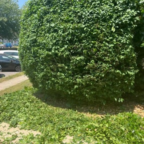 Bush Trimming by AB landscaping reviewed on September 12, 2024