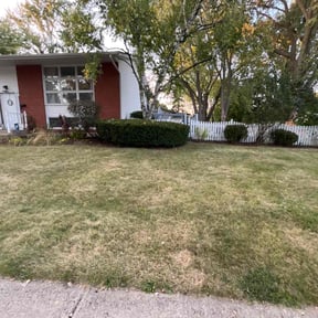 Leaf Removal by Mitchell's lawns reviewed on July 5, 2022