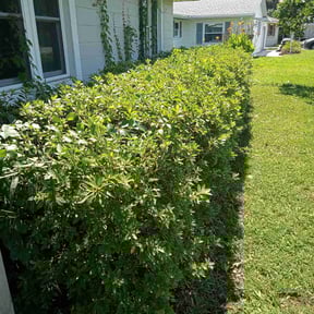 Bush Trimming by Y.A.Y Landscaping reviewed on August 5, 2022