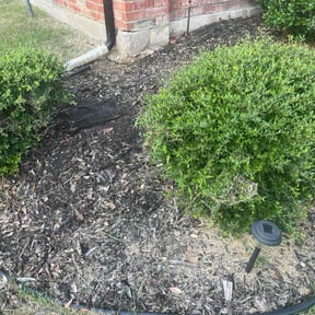 Weeding by Alfas landscaping reviewed on August 7, 2020