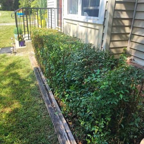 Bush Trimming by Green Hands Landscaping reviewed on February 12, 2022