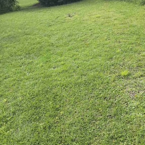 Bush Trimming by R Schaab cutters reviewed on August 8, 2024