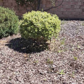 Bush Trimming by HTS Landscapes reviewed on July 22, 2022