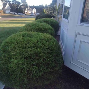Bush Trimming by Serrato land mowing reviewed on November 1, 2021