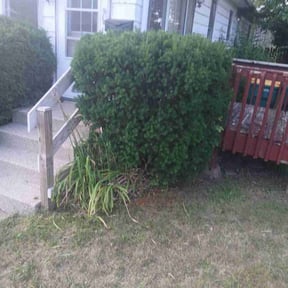 Bush Trimming by A. Shook reviewed on August 12, 2024