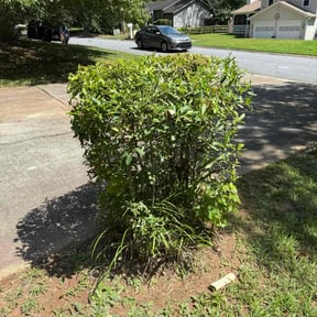 Bush Trimming by Green Aesthetics reviewed on June 12, 2025