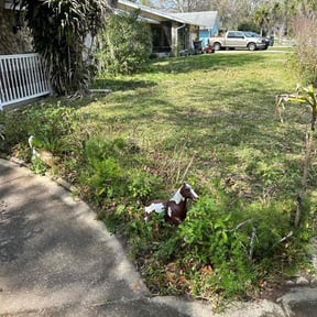 Bush Trimming by Better Price Lawn Service of Central Florida, LLC reviewed on June 12, 2025