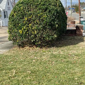Bush Trimming by Bless It Enterprises reviewed on April 12, 2023