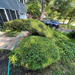 Bush Trimming by Carrolls landscaping and snow removal reviewed on June 4, 2022