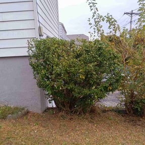 Bush Trimming by Goodearth Lawn Service reviewed on August 5, 2022