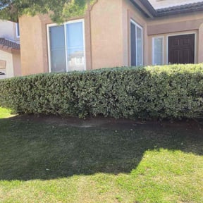 Bush Trimming by Yard Dr. LLC reviewed on July 3, 2022