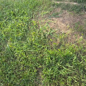 Leaf Removal by Major green lawn care services reviewed on June 29, 2022