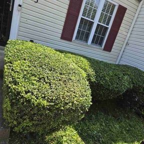 Bush Trimming by Green Day Lawn Service reviewed on April 5, 2022