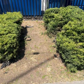 Bush Trimming by Rc lawn care Service reviewed on June 1, 2022
