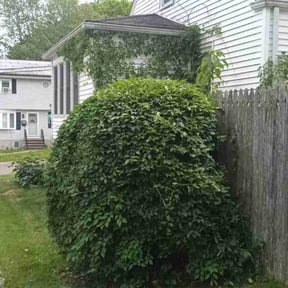 Bush Trimming by JTB Lawn care reviewed on July 22, 2022