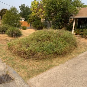 Bush Trimming by Guillen Lawn Care reviewed on January 29, 2025