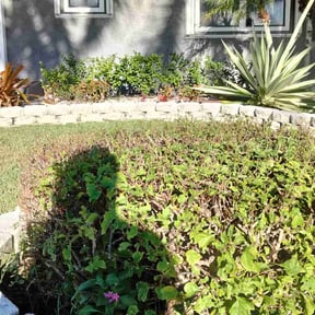 Cleanups by BRDOC - Lawn Care reviewed on August 19, 2024