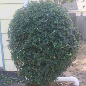 Bush Trimming by LSLTDallas/FortWorthTruGreen reviewed on October 14, 2024