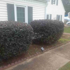 Bush Trimming by Calleigh's Enterprise reviewed on June 19, 2025
