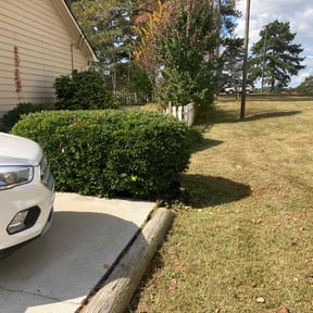 Bush Trimming by P&A Landscaping reviewed on May 23, 2022
