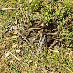 Bush Trimming by Randy's lawncare reviewed on May 31, 2022