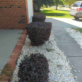 Bush Trimming by Richardson's Lawn Care & Landscape reviewed on September 14, 2020