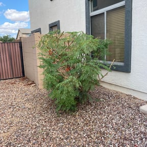 Landscaping by GC Lawn Care & Landscaping Services reviewed on February 3, 2022