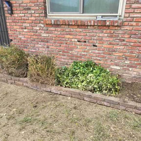 Bush Trimming by PRECISE DEFINITION MAINTENANCE LLC reviewed on April 25, 2022