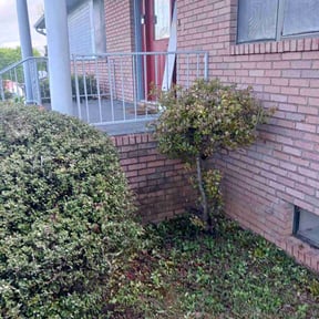 Bush Trimming by LSLTDallas/FortWorthTruGreen reviewed on April 25, 2025
