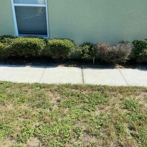 Bush Trimming by LSLTDallas/FortWorthTruGreen reviewed on March 4, 2025