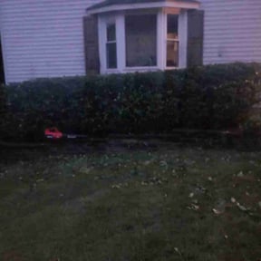 Bush Trimming by D.P.S (Dave Property Services) reviewed on December 14, 2024