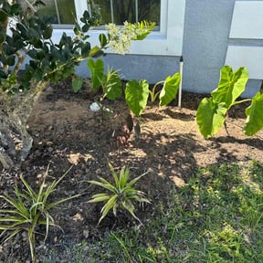 Flower Bed Weeding by Josh's lawn care reviewed on June 23, 2022