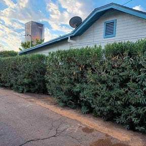 Bush Trimming by C J 's. Lawn Care reviewed on July 18, 2025