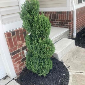 Bush Trimming by Demetrieus Bennett reviewed on June 22, 2022