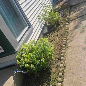Flower Bed Weeding by Finns landscaping reviewed on November 18, 2024