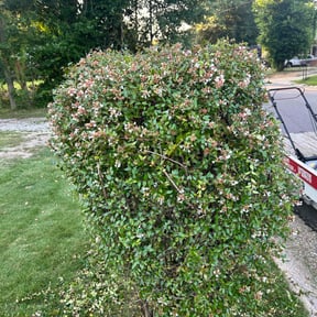 Bush Trimming by Burton Lawn Care reviewed on June 26, 2022