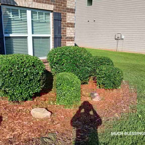 Bush Trimming by Staples Lawn Care Services reviewed on April 2, 2025