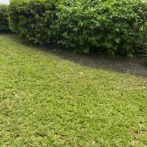Bush Trimming by Mr. Mower reviewed on July 7, 2020
