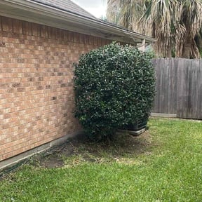 Bush Trimming by R&R (Reasonable and Reliable) lawn services. reviewed on June 2, 2025