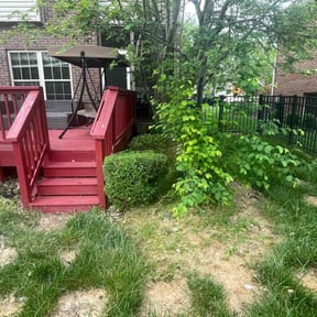 Bush Trimming by Mr.D’s Landscaping & Tree Service reviewed on June 11, 2022