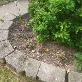 Flower Bed Weeding by The A team lawn service reviewed on April 16, 2022