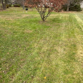Leaf Removal by LUR. reviewed on May 8, 2022