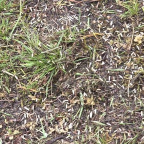 Lawn Seeding by Abundant Harvest Lawn Care LLC reviewed on June 20, 2022