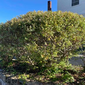Bush Trimming by Team one lawn service reviewed on May 11, 2022