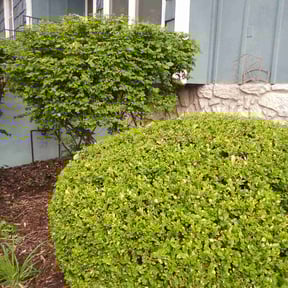 Bush Trimming by Supreme Home Services reviewed on July 7, 2022