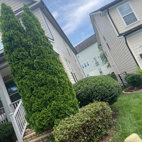 Bush Trimming by Jireh Tree's & Landscaping reviewed on March 10, 2022