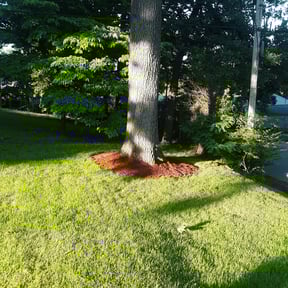 Mulching by JLS Lawn Care reviewed on June 19, 2020